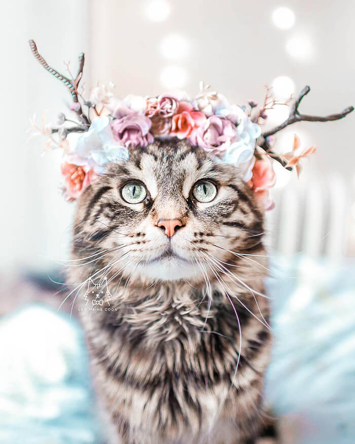 Beautiful Flower Crowns for Your Cat