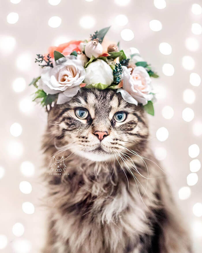 Beautiful Flower Crowns for Your Cat