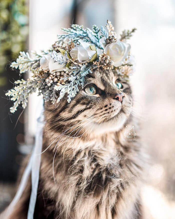 Beautiful Flower Crowns for Your Cat