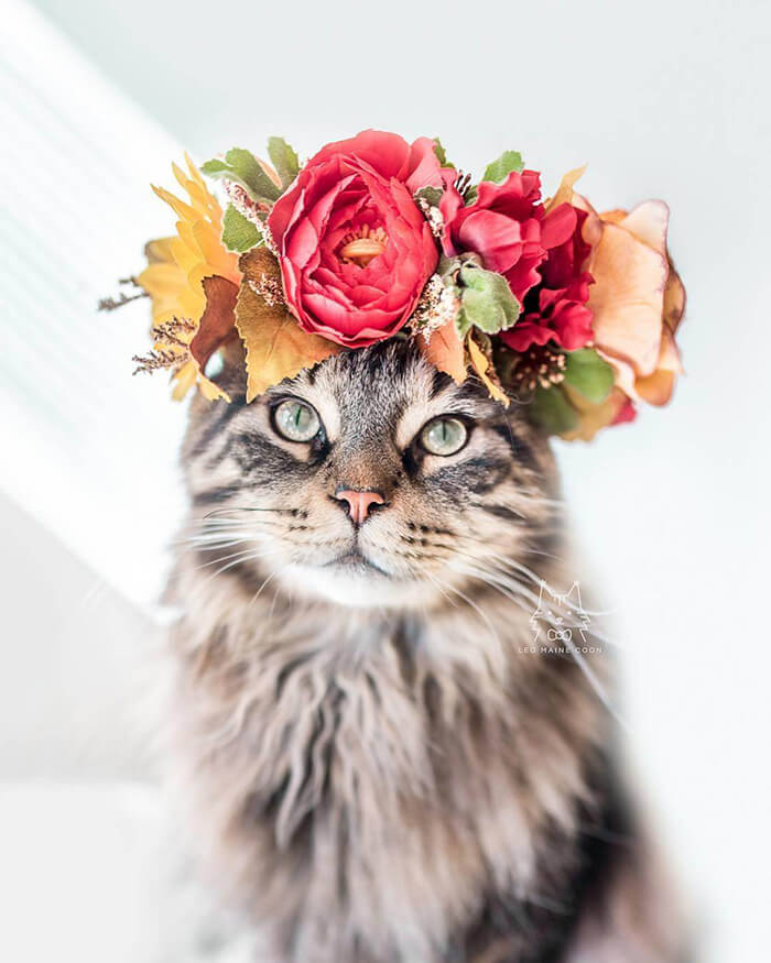 Beautiful Flower Crowns for Your Cat