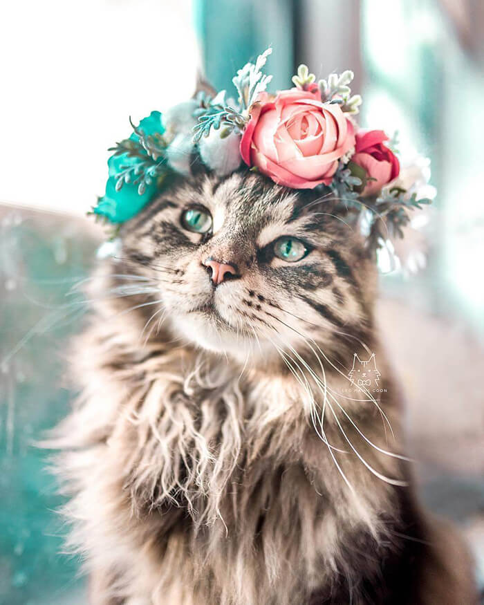 Beautiful Flower Crowns for Your Cat