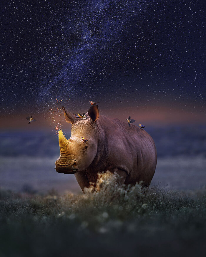 Art with heart: Surreal Animal Portraits from Andreas Häggkvist