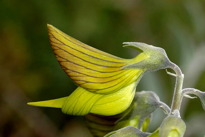 The Strangest Flowers Around World