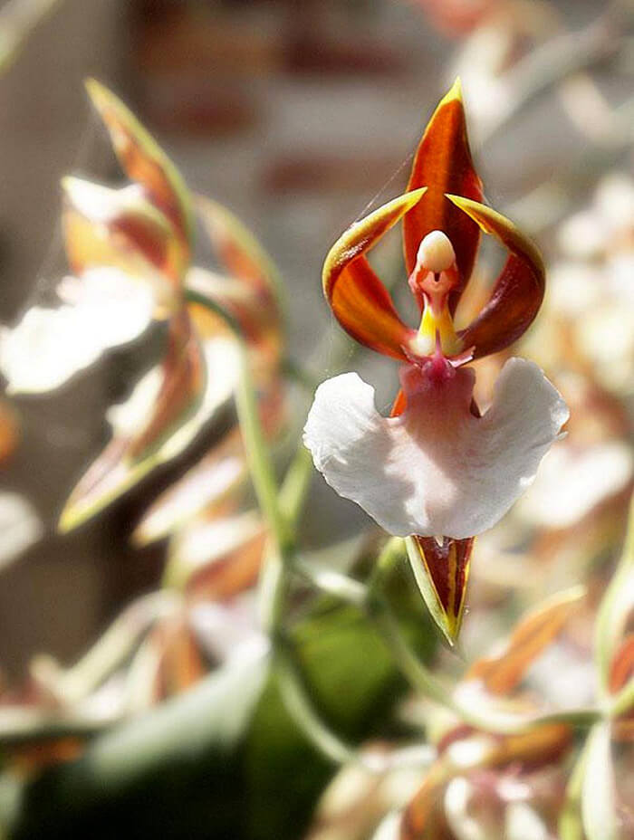 The Strangest Flowers Around World