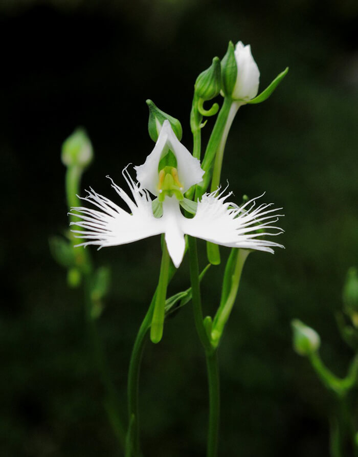 The Strangest Flowers Around World