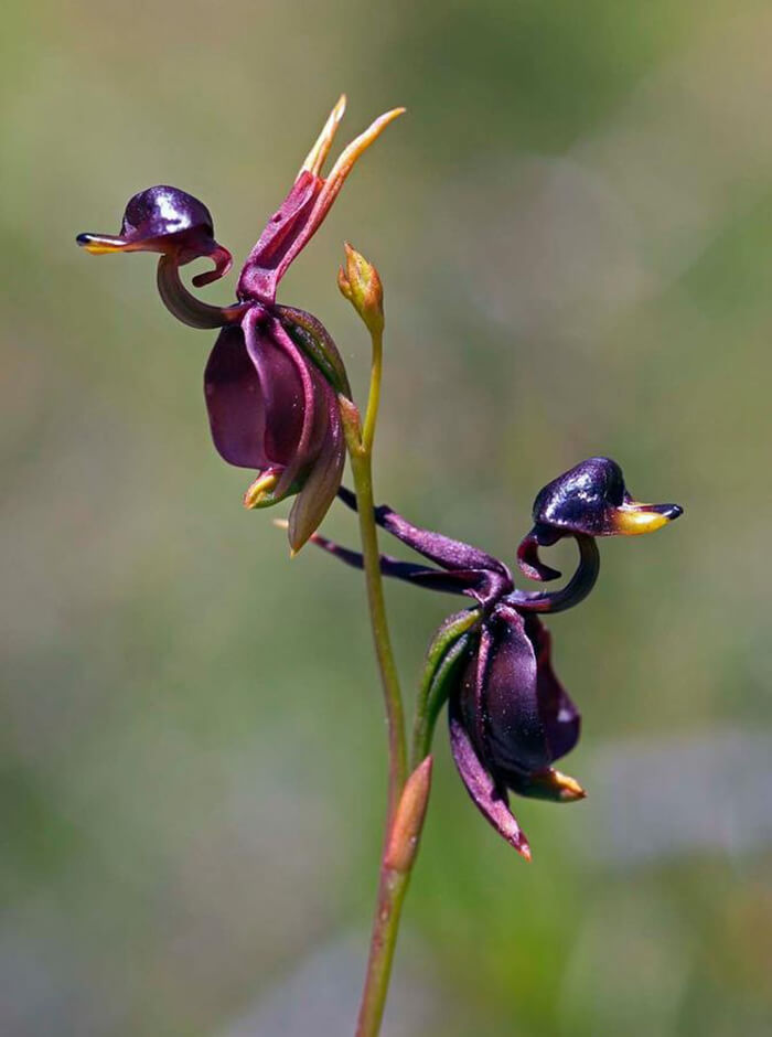 The Strangest Flowers Around World