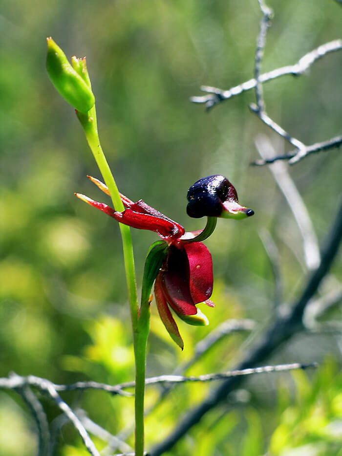 The Strangest Flowers Around World