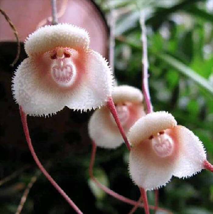 The Strangest Flowers Around World