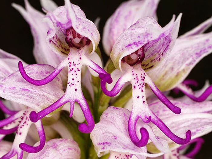 The Strangest Flowers Around World