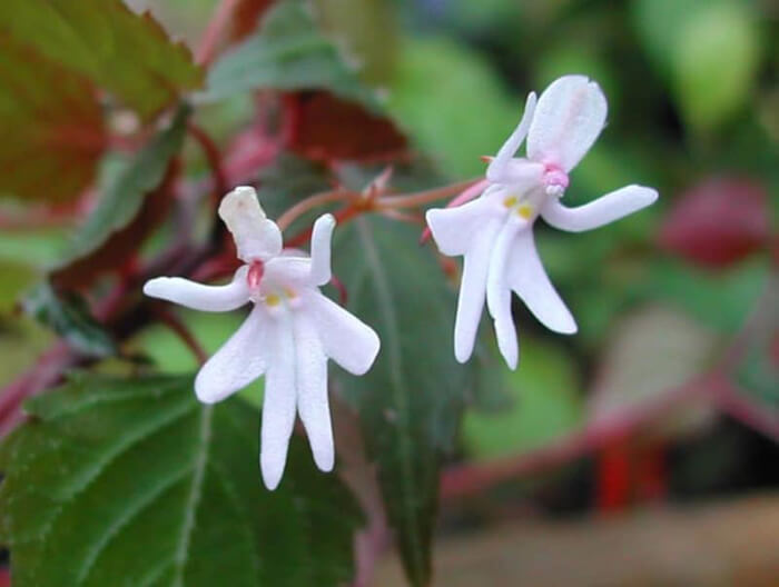 The Strangest Flowers Around World