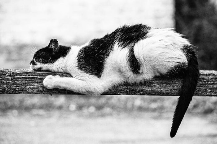 Skillful Monorail Cats by Sabrina Boem