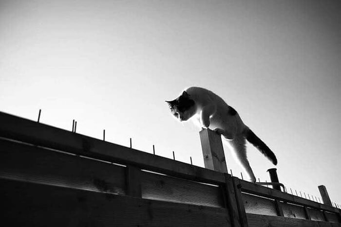 Skillful Monorail Cats by Sabrina Boem