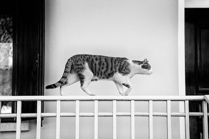 Skillful Monorail Cats by Sabrina Boem