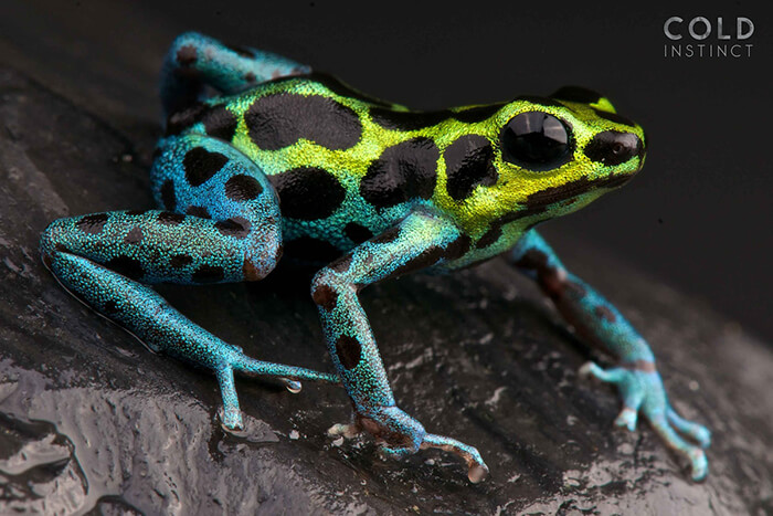 Stunning Photos of Cold-Blooded Animals on Earth by Matthijs Kuijpers