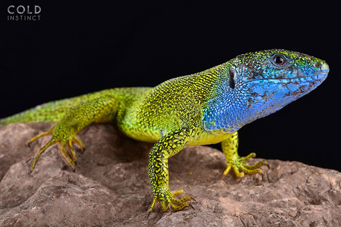 Stunning Photos of Cold-Blooded Animals on Earth by Matthijs Kuijpers