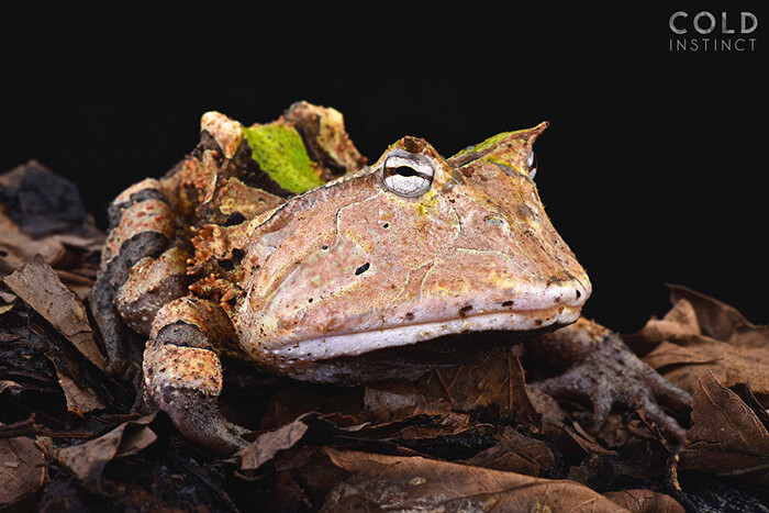 Stunning Photos of Cold-Blooded Animals on Earth