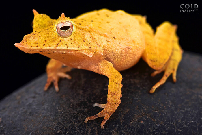 Stunning Photos of Cold-Blooded Animals on Earth