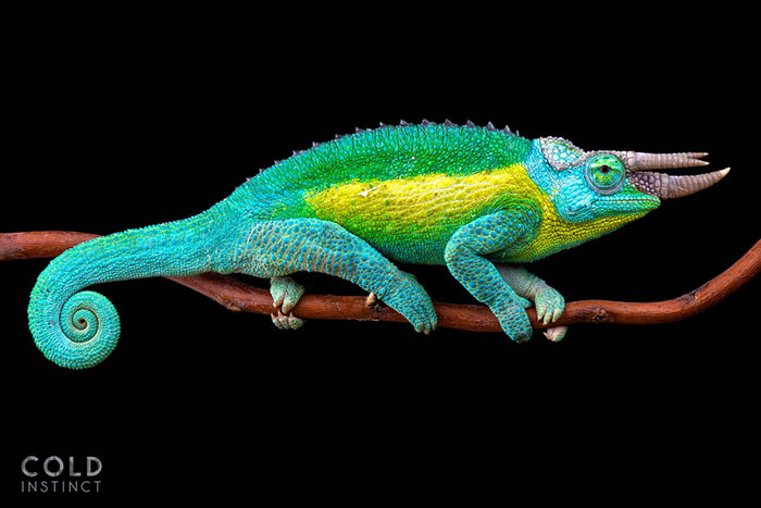 Stunning Photos of Cold-Blooded Animals on Earth