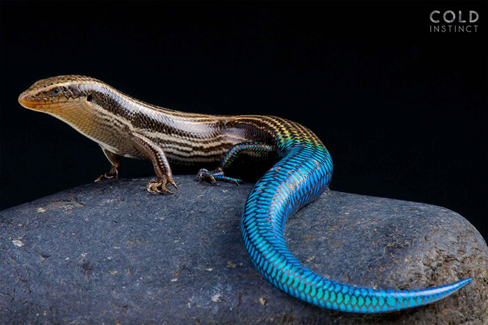 stunning-photos-of-cold-blooded-animals-on-earth-by-matthijs-kuijpers