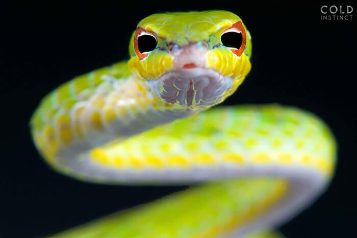 Stunning Photos of Cold-Blooded Animals on Earth