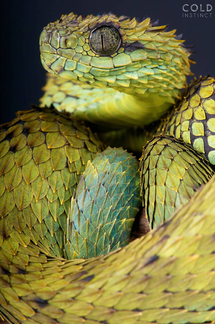 Stunning Photos of Cold-Blooded Animals on Earth