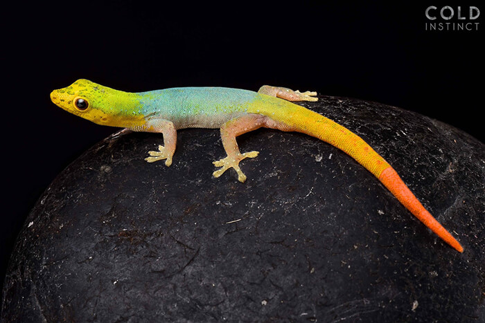 Stunning Photos of Cold-Blooded Animals on Earth