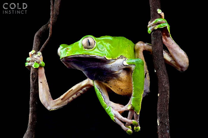 Stunning Photos of Cold-Blooded Animals on Earth