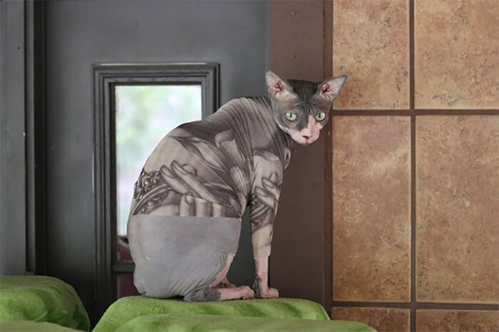 Unusual Tattoo Sleeves for Sphynx Cat 