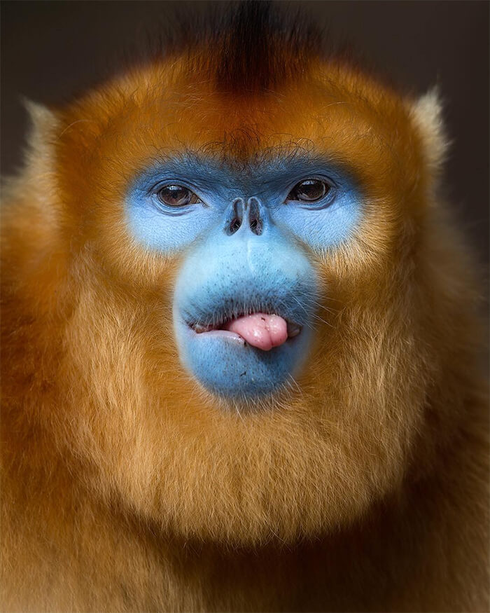 Photos of Endangered Animals with Human-Like Expression by Mogens Trolle