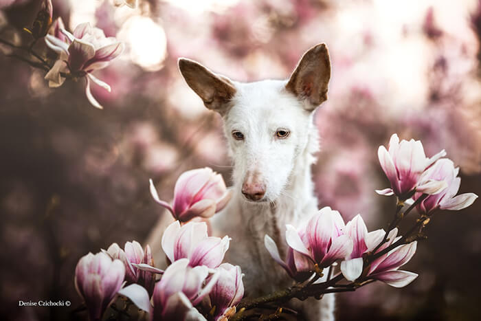 Winning Photos of 2019 Dog Photographer of the Year Contest