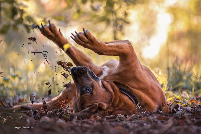 Winning Photos of 2019 Dog Photographer of the Year Contest