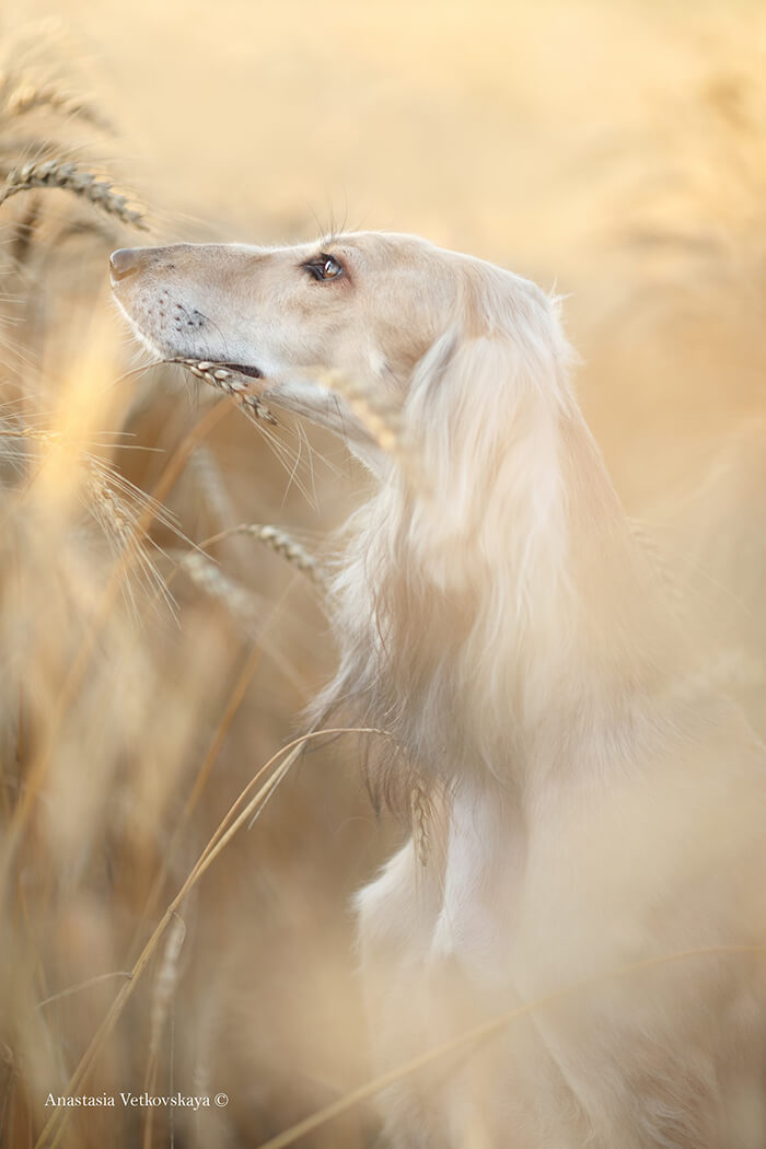 Winning Photos of 2019 Dog Photographer of the Year Contest