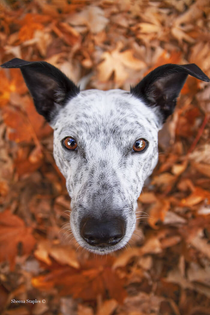 Winning Photos of 2019 Dog Photographer of the Year Contest