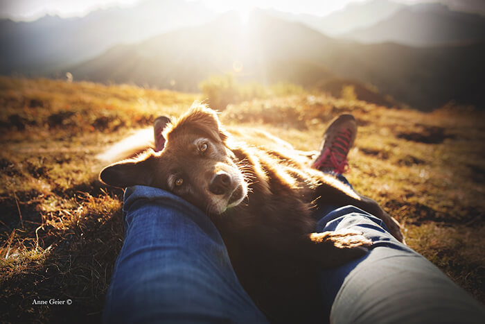 Winning Photos of 2019 Dog Photographer of the Year Contest