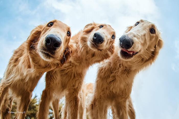 Winning Photos of 2019 Dog Photographer of the Year Contest