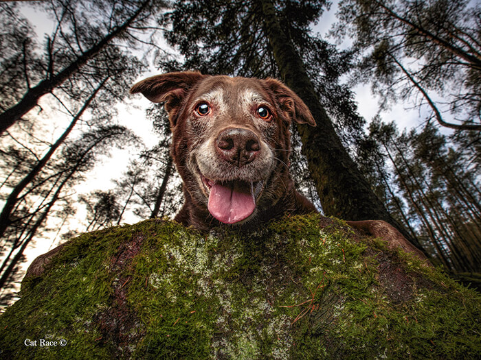 Winning Photos of 2019 Dog Photographer of the Year Contest