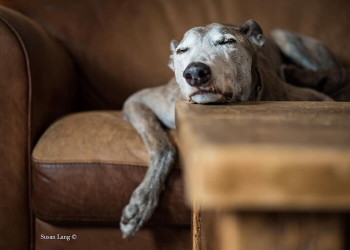 Winning Photos of 2019 Dog Photographer of the Year Contest