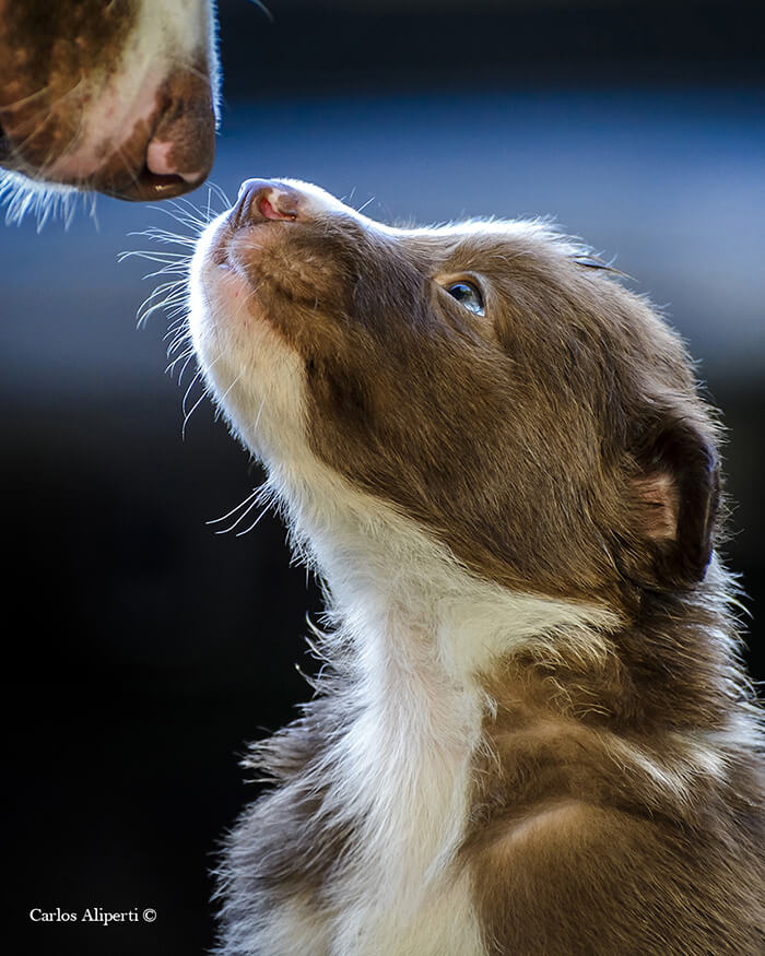 Winning Photos of 2019 Dog Photographer of the Year Contest