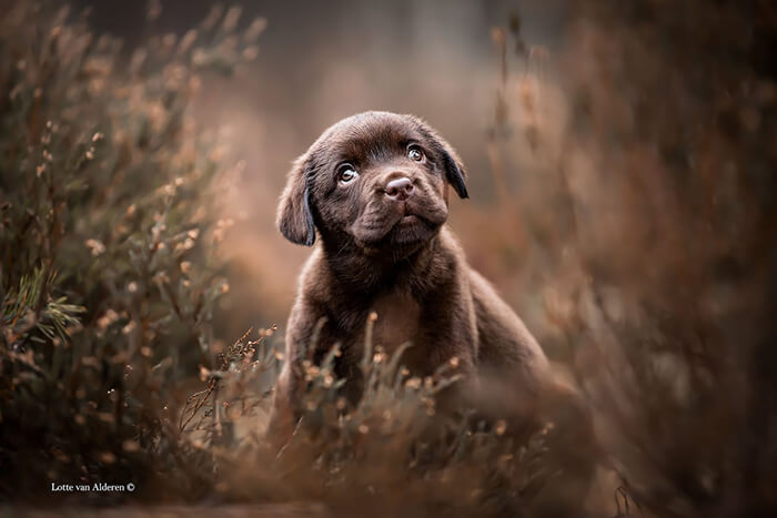 Winning Photos of 2019 Dog Photographer of the Year Contest