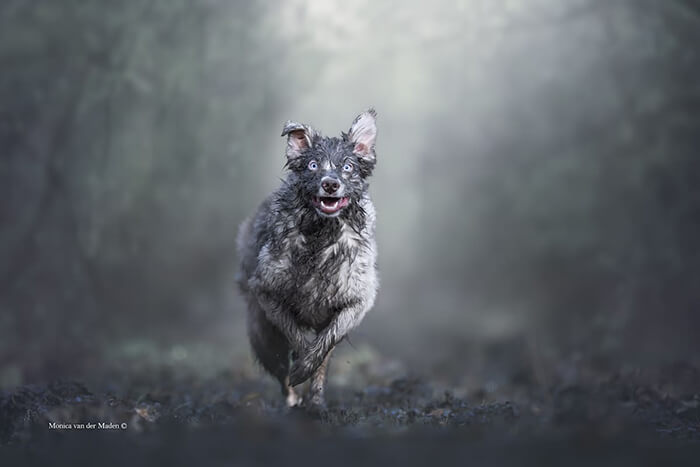 Winning Photos of 2019 Dog Photographer of the Year Contest