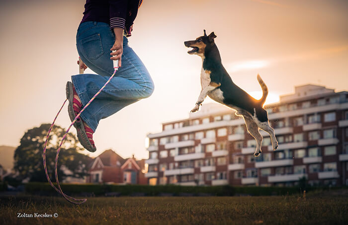 Winning Photos of 2019 Dog Photographer of the Year Contest