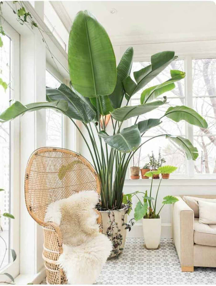 Introduce more plants into your home and garden