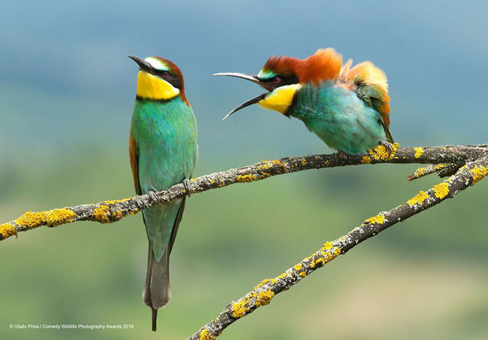 2019 Finalists of The Comedy Wildlife Photography Awards