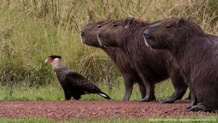 2019 Finalists of The Comedy Wildlife Photography Awards