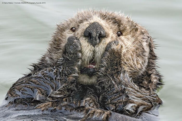 2019 Finalists of The Comedy Wildlife Photography Awards