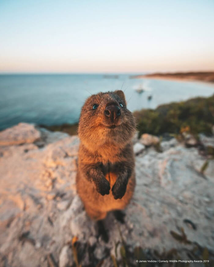 2019 Finalists of The Comedy Wildlife Photography Awards