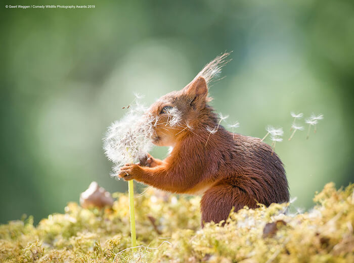 2019 Finalists of The Comedy Wildlife Photography Awards