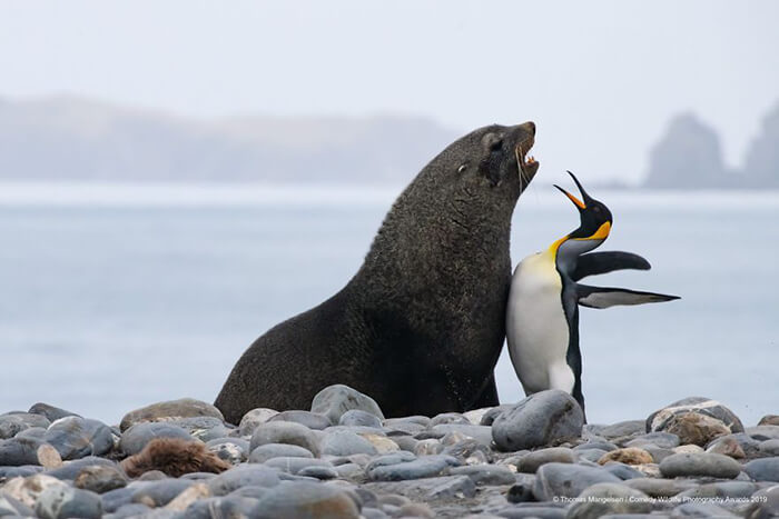 2019 Finalists of The Comedy Wildlife Photography Awards