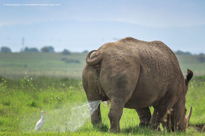 2019 Finalists of The Comedy Wildlife Photography Awards