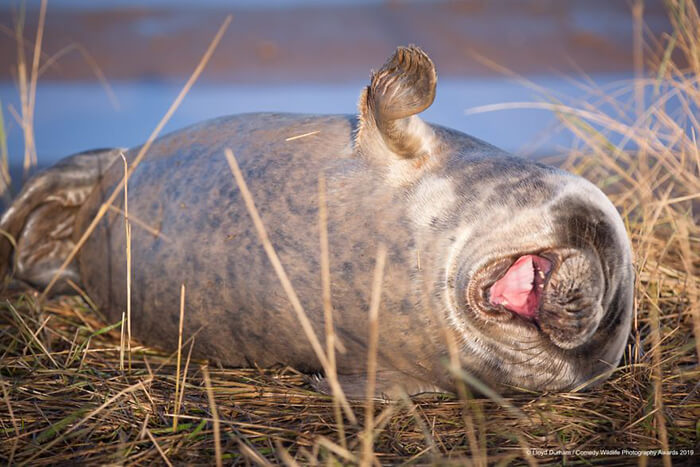 2019 Finalists of The Comedy Wildlife Photography Awards